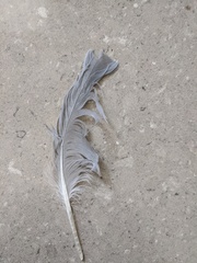 Chroicocephalus novaehollandiae