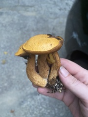 Suillus punctipes