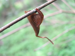 Poltys mouhoti