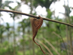 Poltys mouhoti