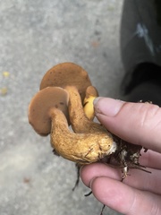 Suillus punctipes