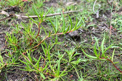 Haloragis myriocarpa