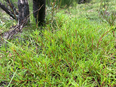 Haloragis myriocarpa