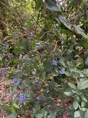 Eranthemum