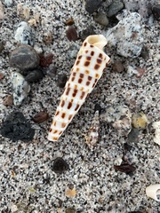 Terebra ornata