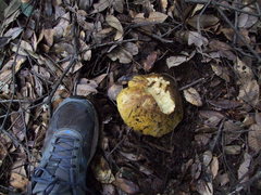 Tricholoma intermedium