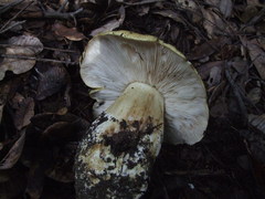 Tricholoma intermedium