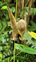 Parthena acutangula
