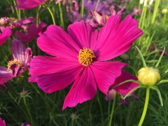 Cosmos bipinnatus