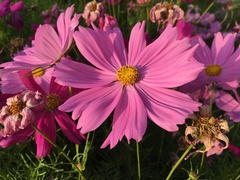 Cosmos bipinnatus