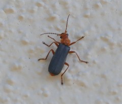 Cantharinae