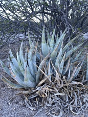 Agave cerulata