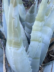 Agave cerulata