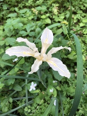 Iris fernaldii