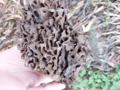 Nasutitermes walkeri