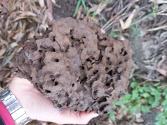 Nasutitermes walkeri