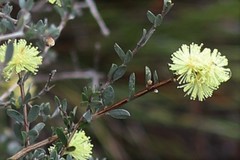Melaleuca aurea