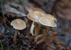 Meottomyces dissimulans