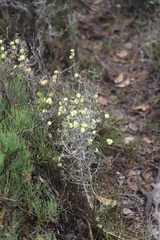 Melaleuca aurea