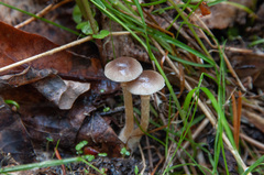 Meottomyces dissimulans