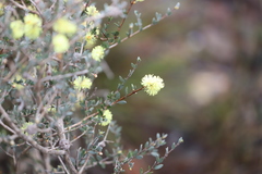 Melaleuca aurea
