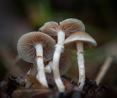 Meottomyces dissimulans