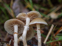 Meottomyces dissimulans