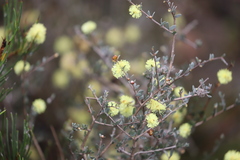 Melaleuca aurea