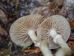Meottomyces dissimulans