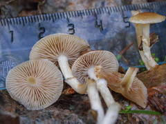 Meottomyces dissimulans