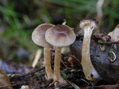 Meottomyces dissimulans