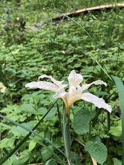 Iris fernaldii