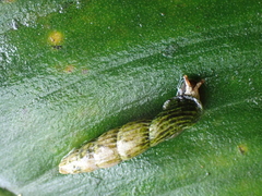 Nenia tridens