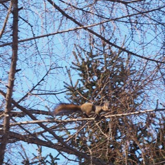 Sciurus vulgaris orientis