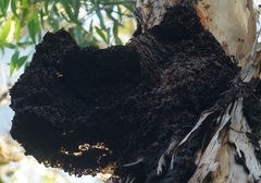 Nasutitermes walkeri