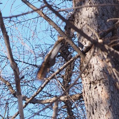 Sciurus vulgaris orientis