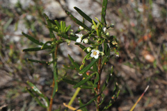 Zieria laxiflora