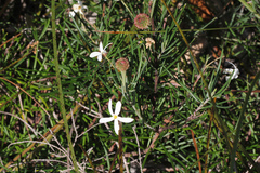 Ricinocarpos pinifolius