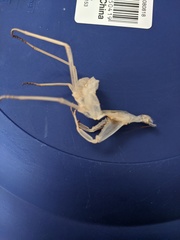 Trachymantis dentifrons