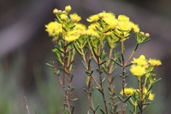 Verticordia chrysantha
