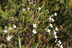 Zieria laxiflora