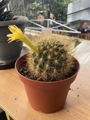 Matucana