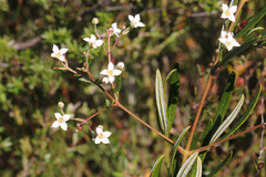 Zieria laxiflora