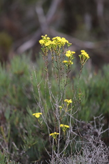 Verticordia chrysantha