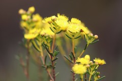 Verticordia chrysantha