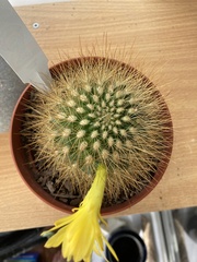 Matucana