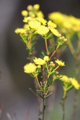Verticordia chrysantha