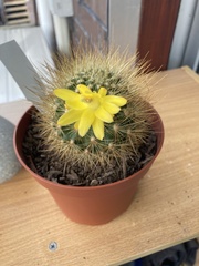 Matucana