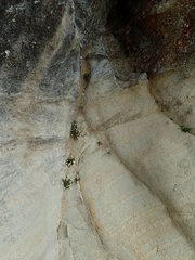 Anaphalioides subrigida