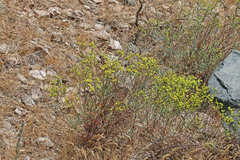 Eriogonum brevicaule brevicaule